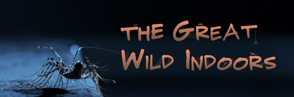 The Great Wild Indoors, 52 Media